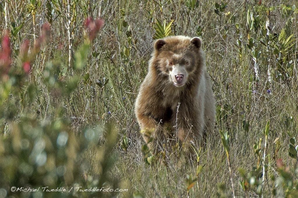 Oso Andino Dorado en Corosha. Foto: Michael Tweddle